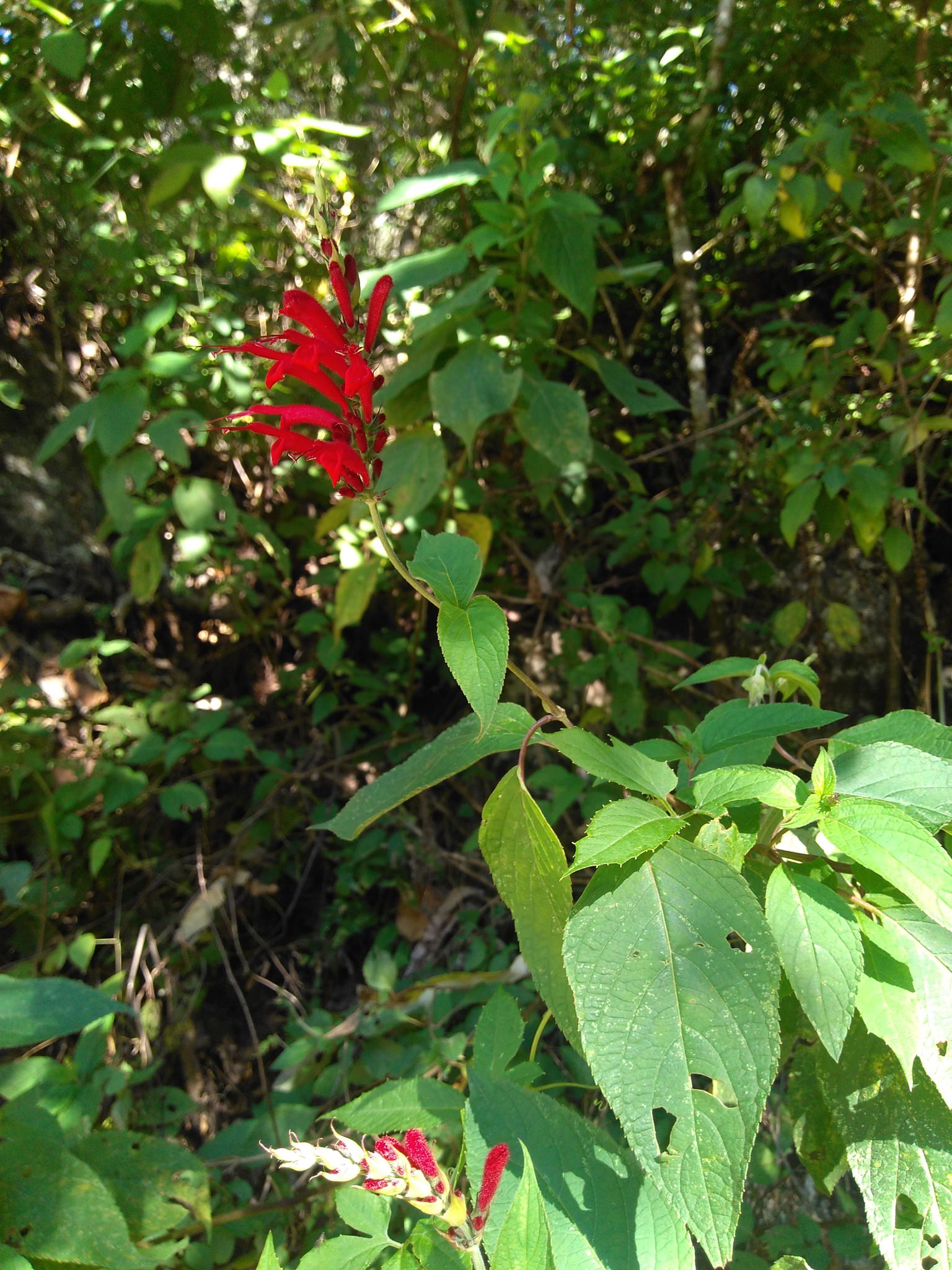 Salvia cinnabarina